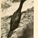 Imagem de Phalacrocorax auritus cincinatus (von Brandt & JF 1837)