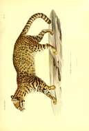 Imagem de Leopardus geoffroyi (d'Orbigny & Gervais 1844)