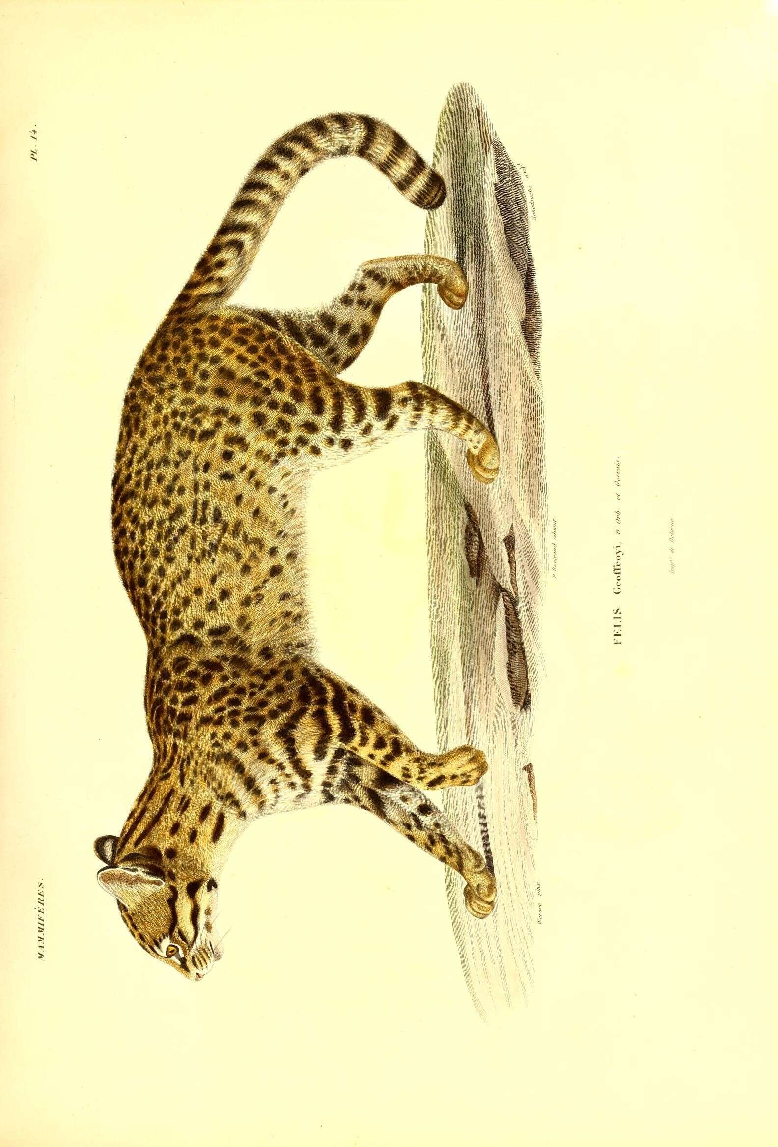 Image of Geoffroy's cat