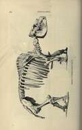 Sivun Toxodon Owen 1837 kuva
