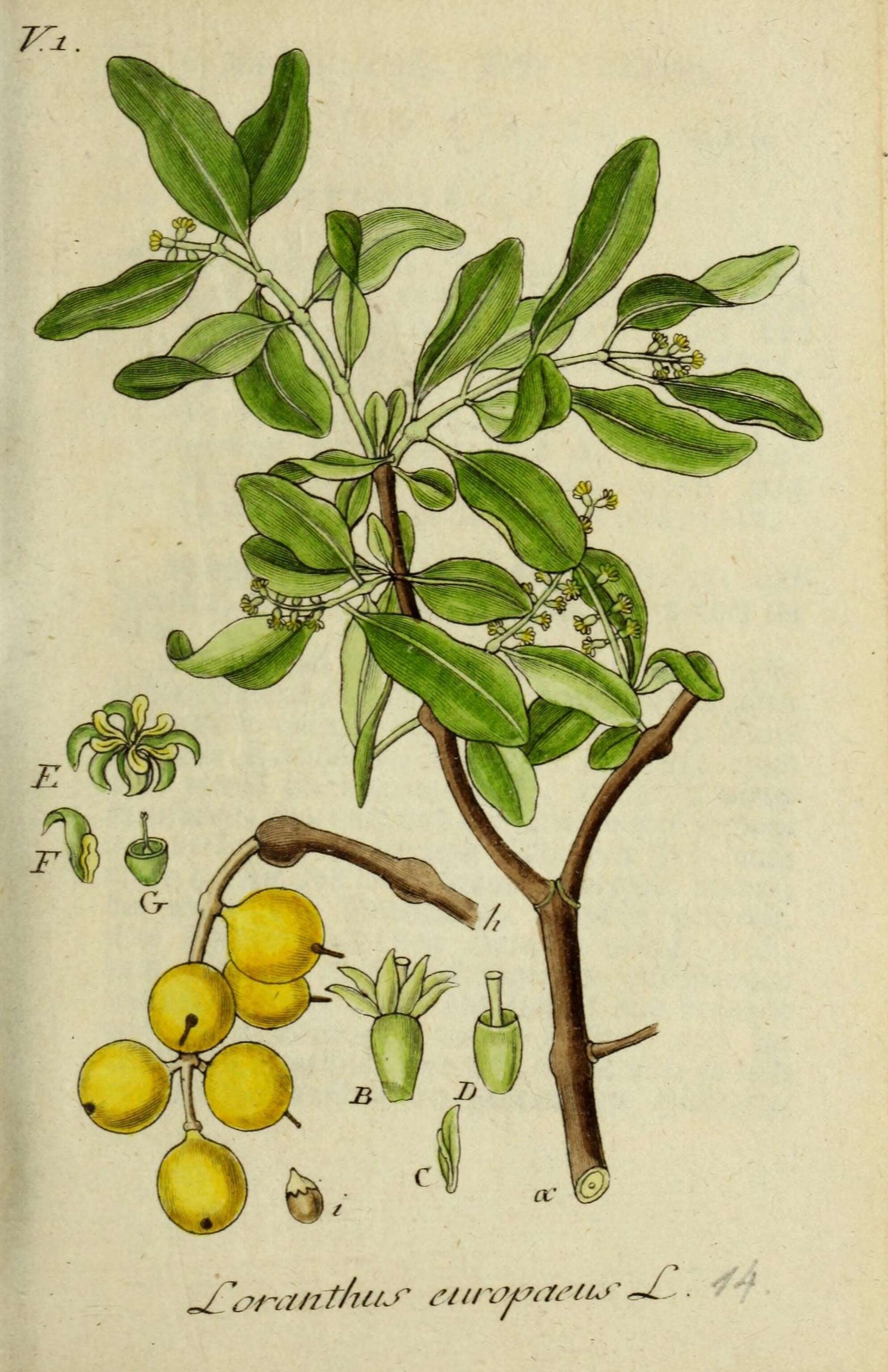 Image of Loranthus europaeus Jacq.