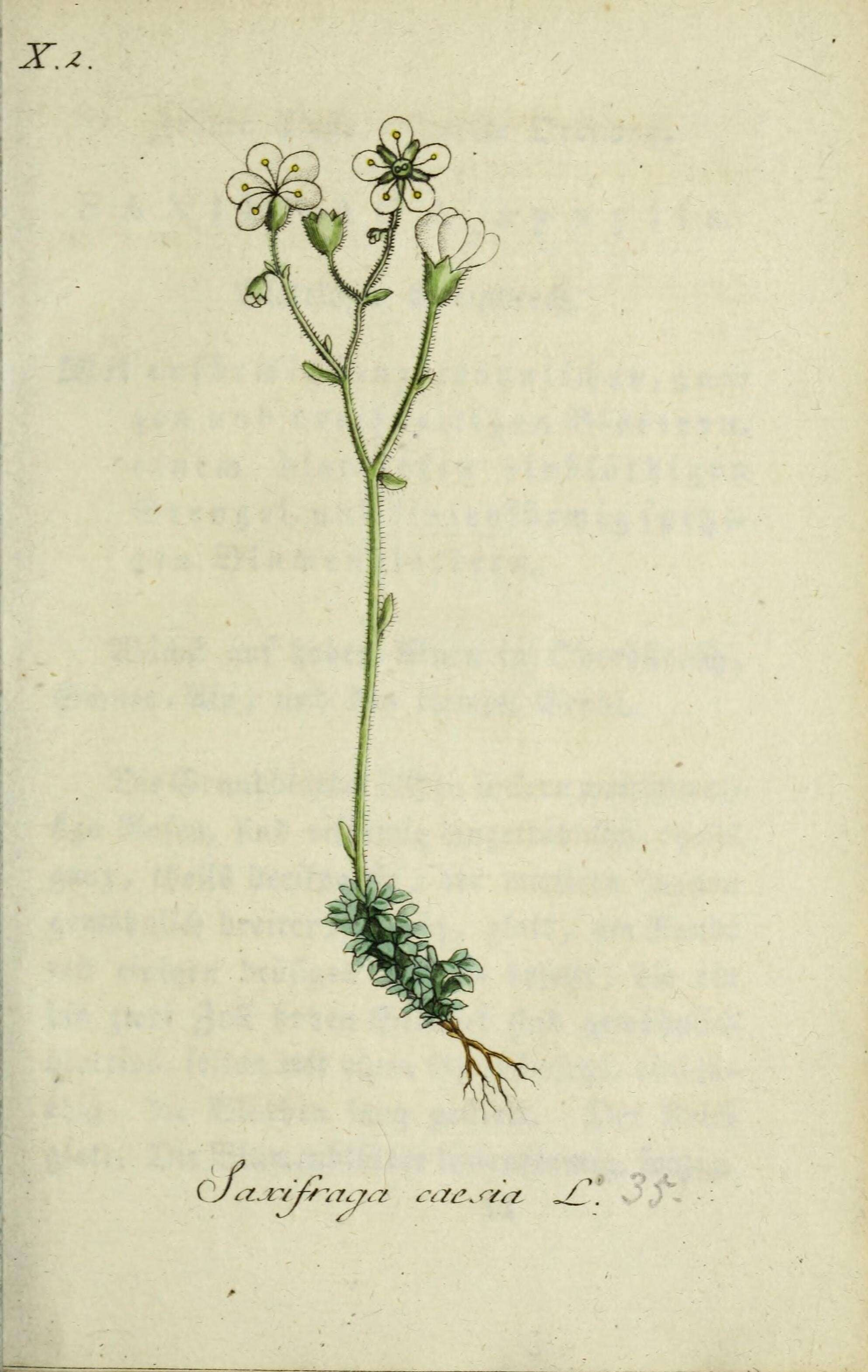 Image of Saxifraga caesia L.