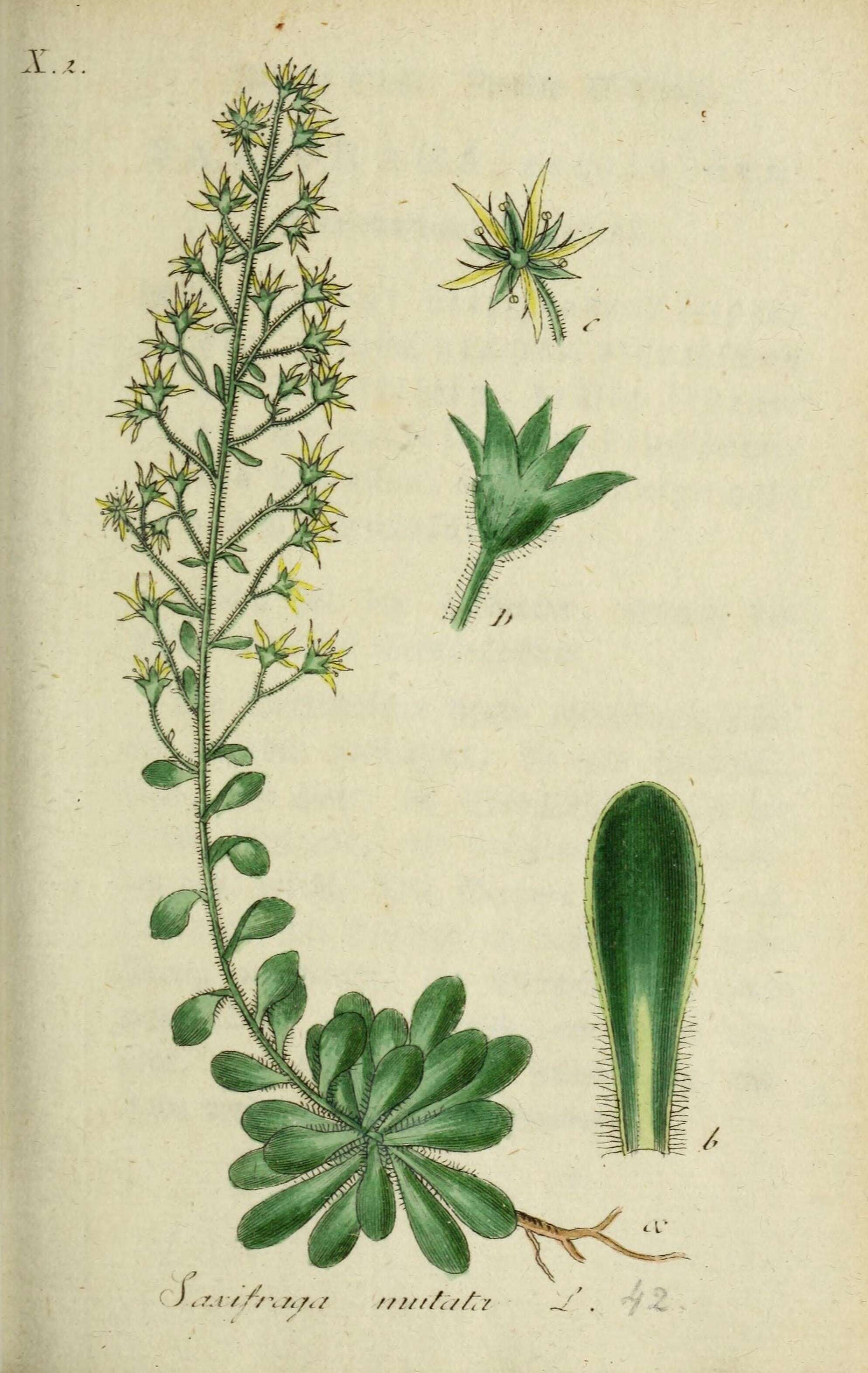 Image of Saxifraga mutata L.