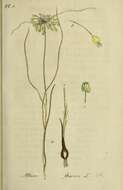 Image of Allium flavum L.
