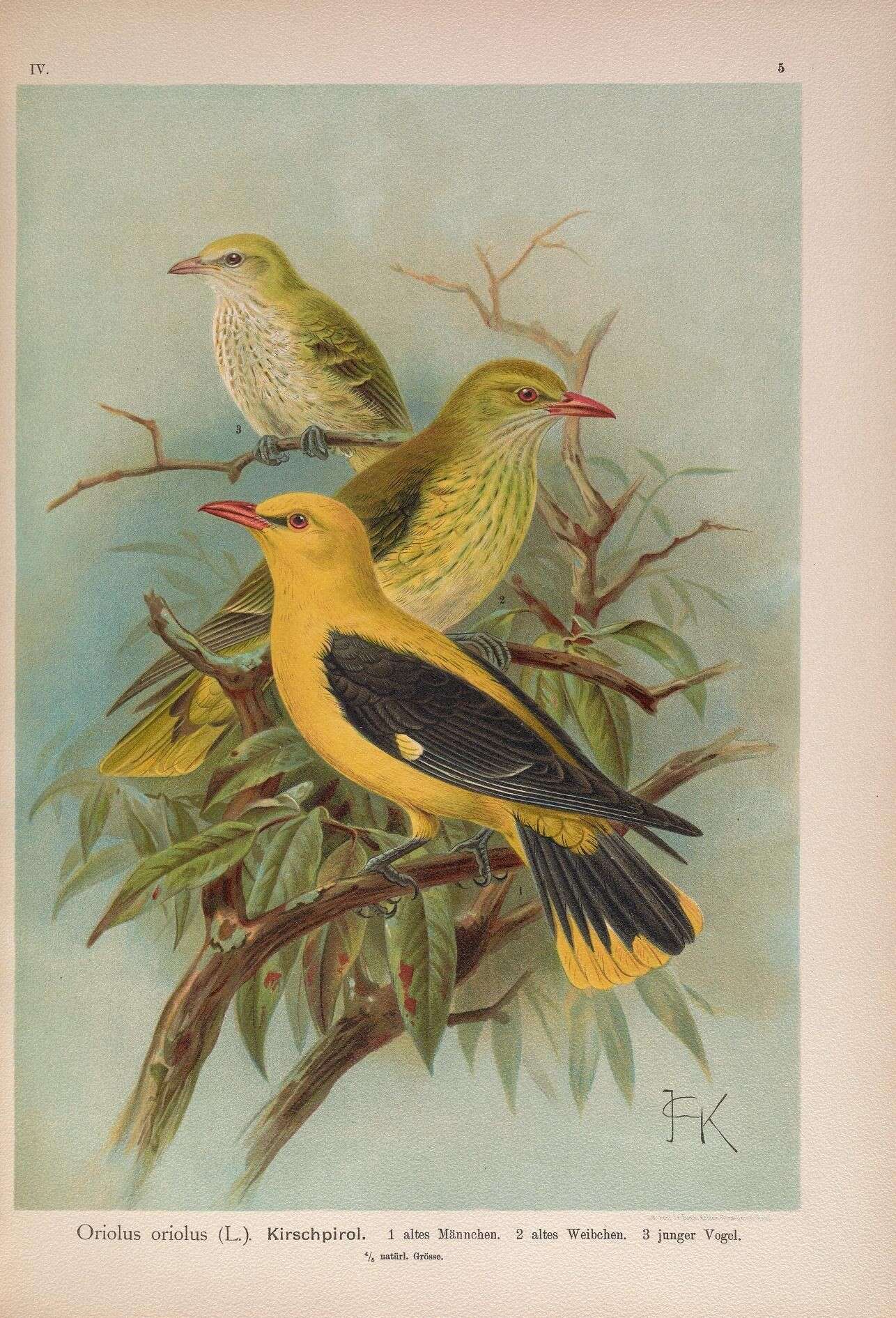 Image of Eurasian Golden Oriole