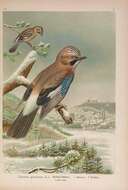 Image of Garrulus Brisson 1760