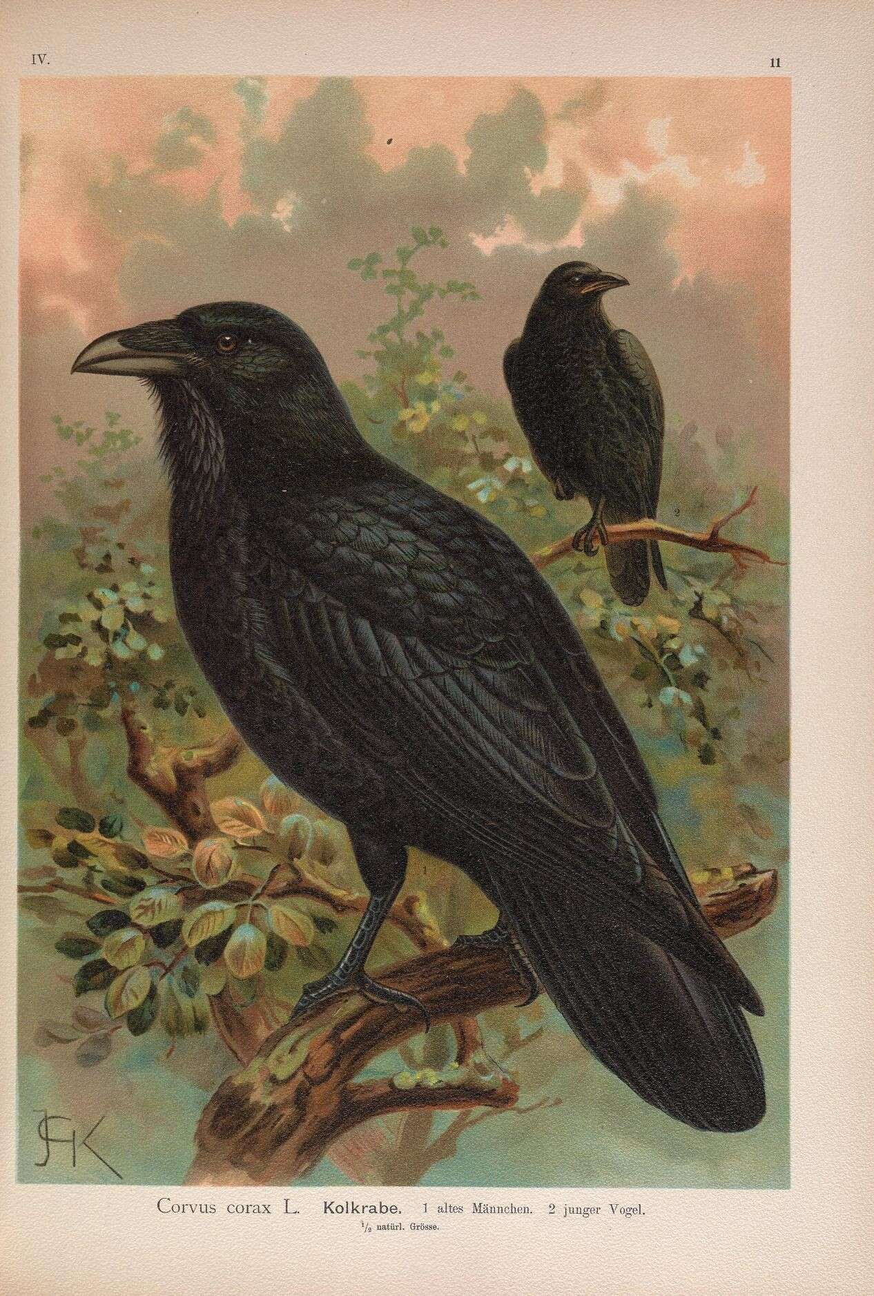 Image of Northern Raven