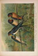 Image of Egyptian Barn Swallow