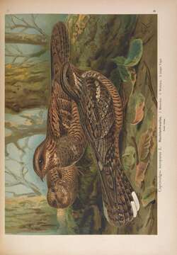 Image of nightjar, european nightjar