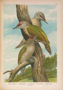 Image of Grey-faced Woodpecker