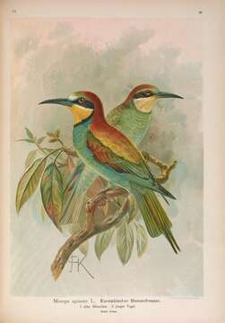 Image of bee-eater, european bee-eater