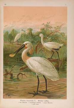 Image of spoonbill, eurasian spoonbill