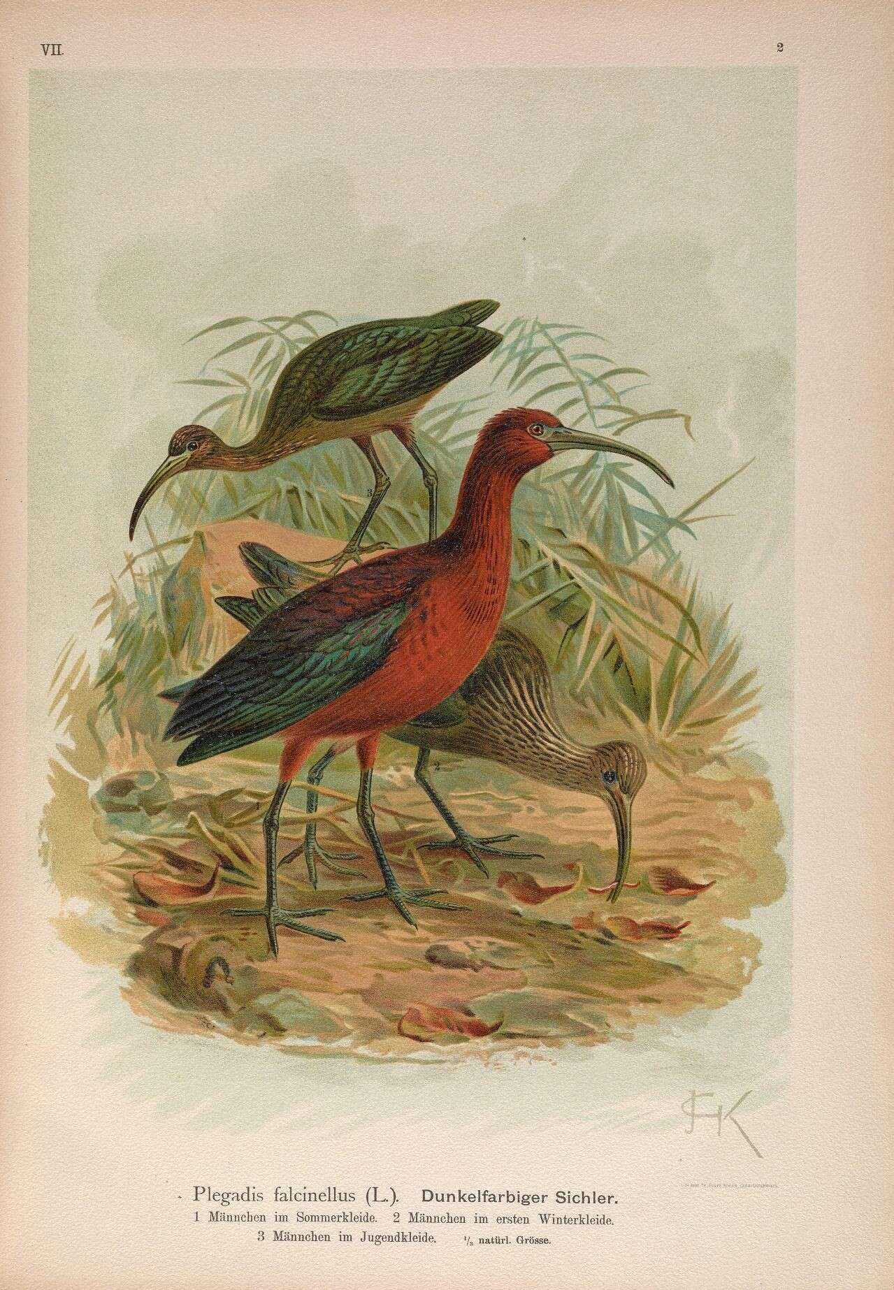 Image of Plegadis Kaup 1829