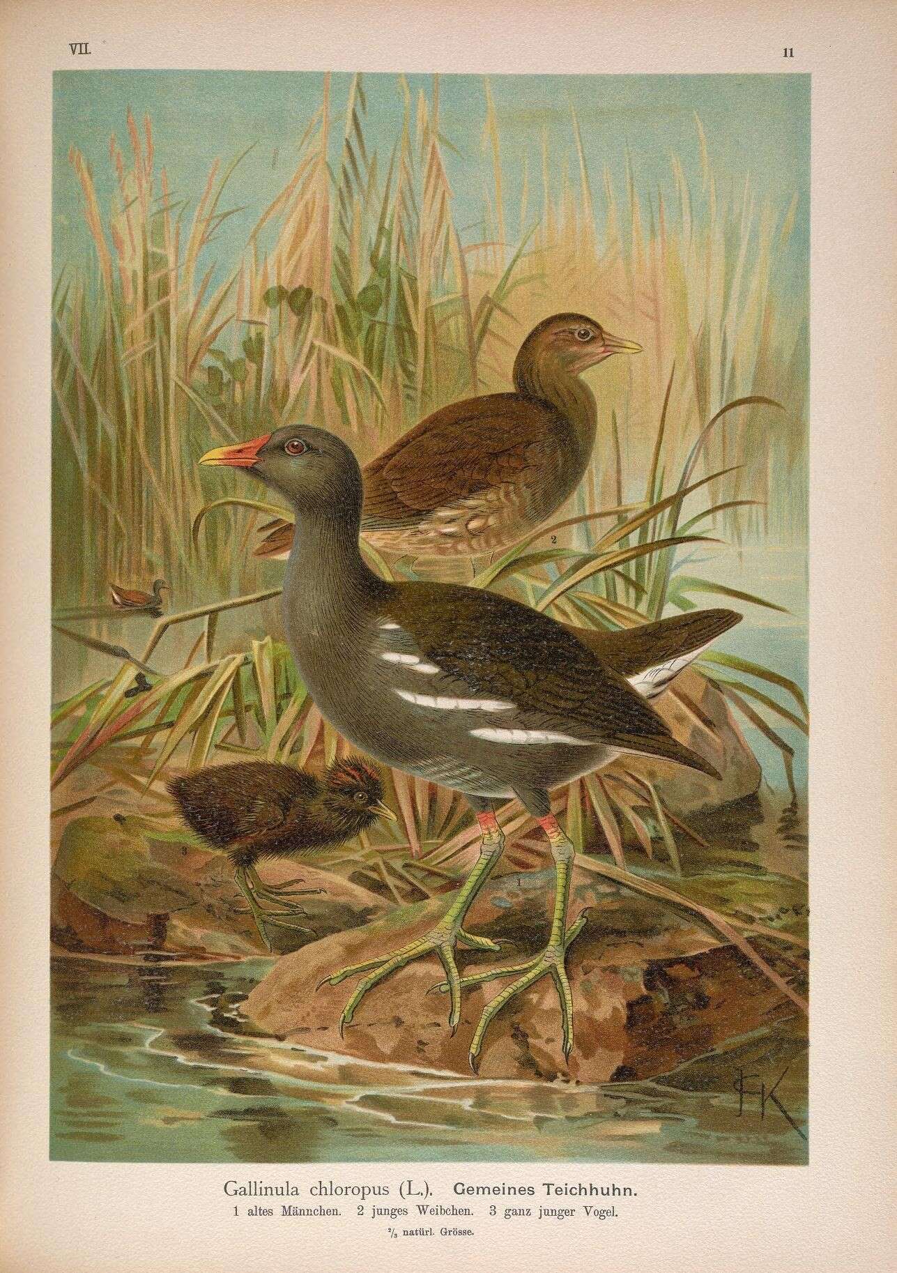 Image of Common Moorhen