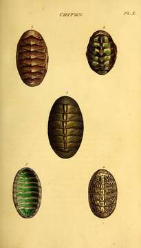 Image of scaly chiton