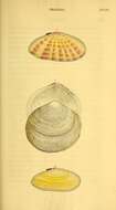 Image de Tellina radiata Linnaeus 1758