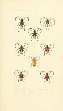 Image of Myzomorphus quadripunctatus (Gray 1831)
