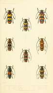 Sivun Tragocephala formosa (Olivier 1792) kuva