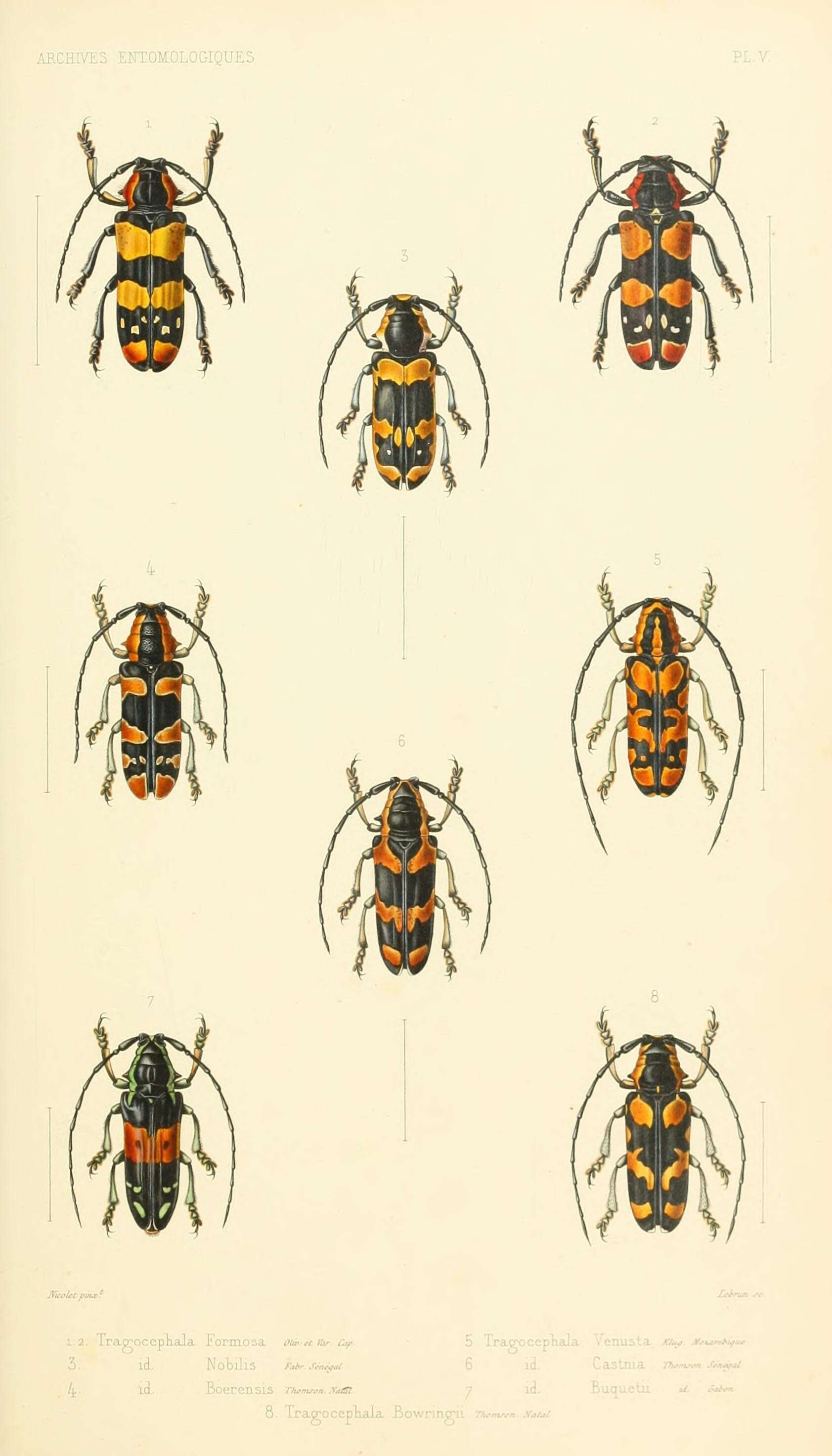 Sivun Tragocephala formosa (Olivier 1792) kuva