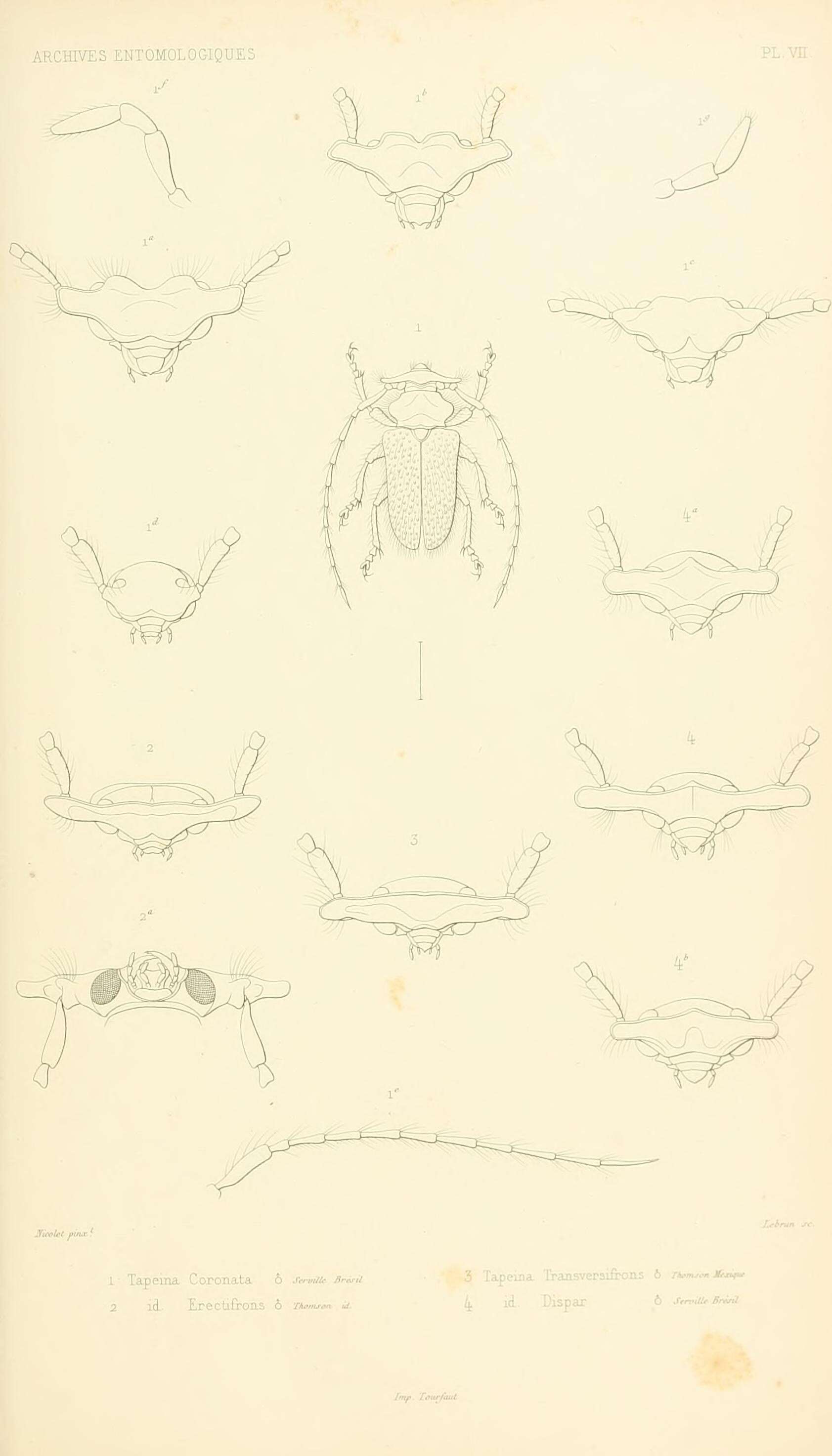 Sivun Tapeina coronata Lepeletier & Audinet-Serville 1828 kuva