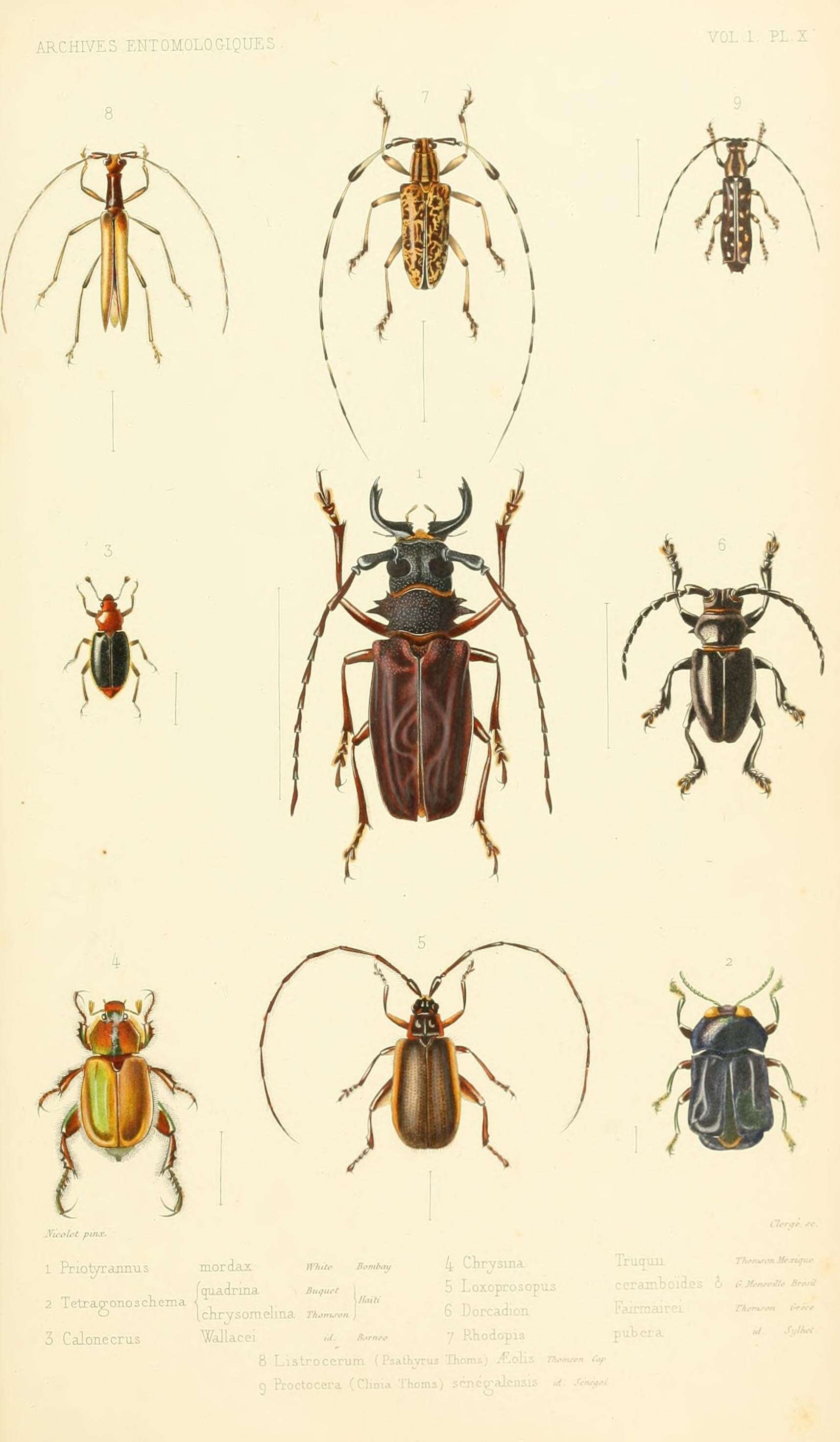 Sivun Priotyrannus mordax (White 1853) kuva