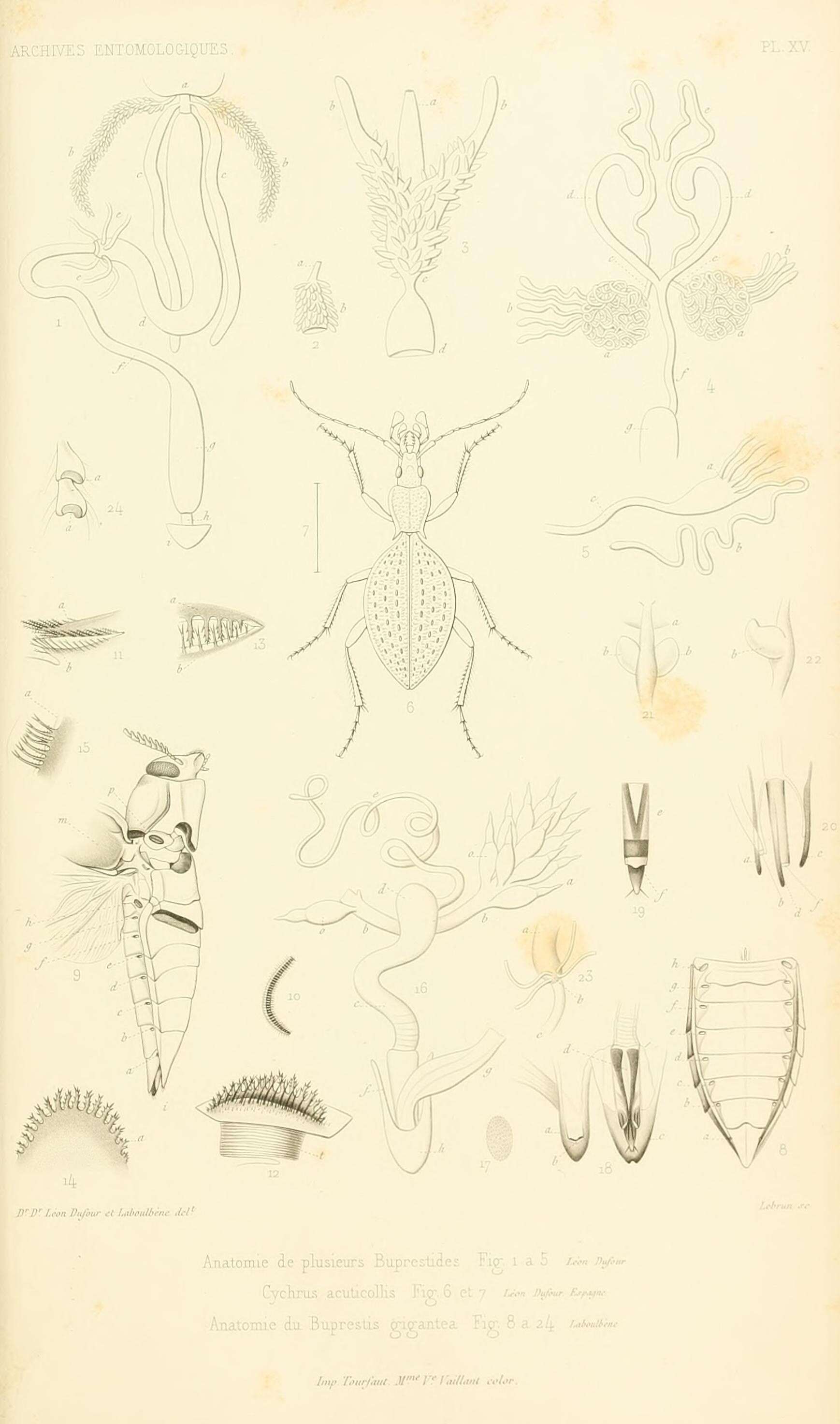 Image of Cychrus dufouri Chaudoir 1869