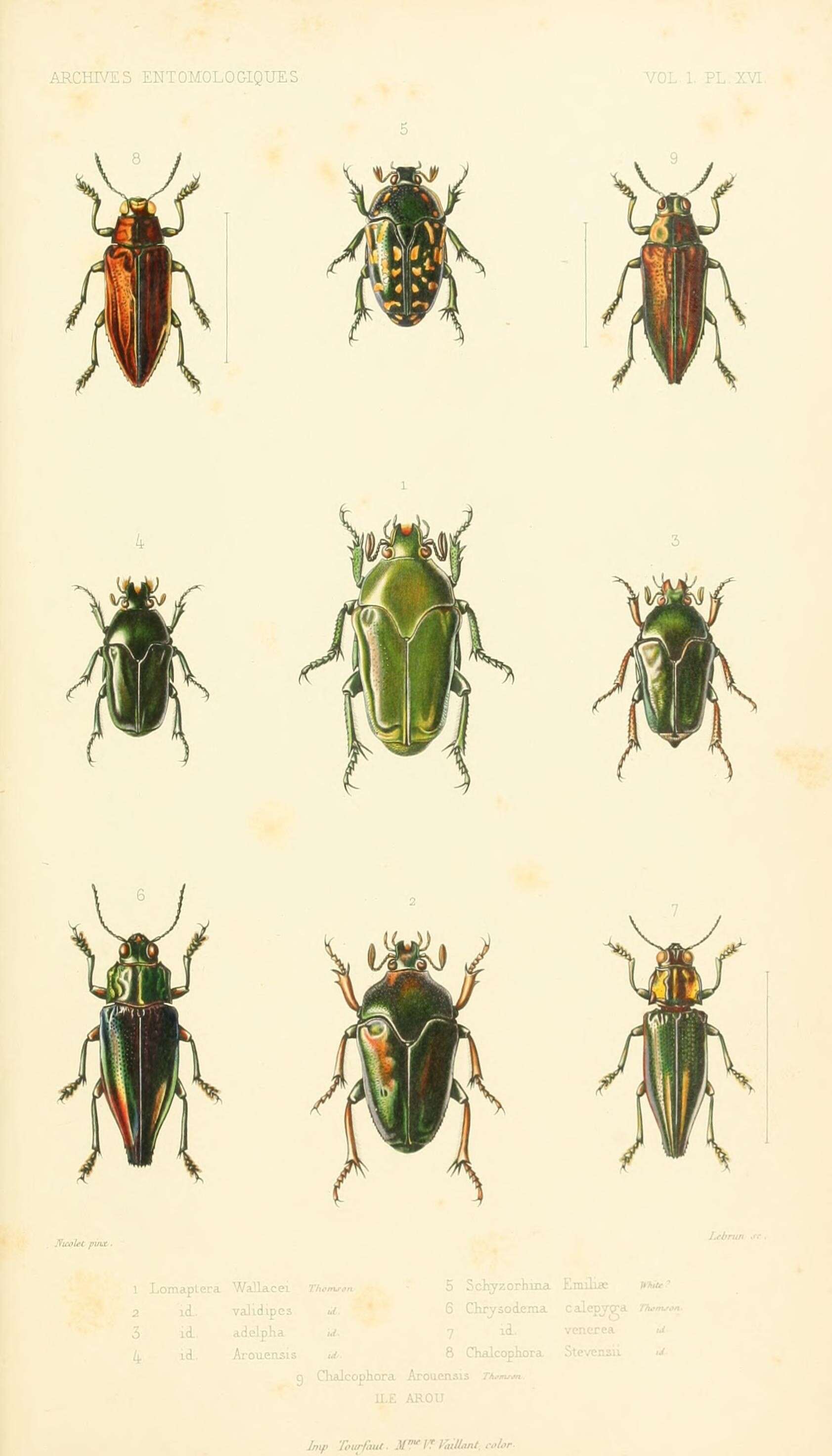 Image de Ischiopsopha wallacei (Thomson 1857)