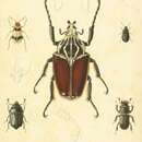 Image of Lichnasthenus armiventris J. Thomson 1858