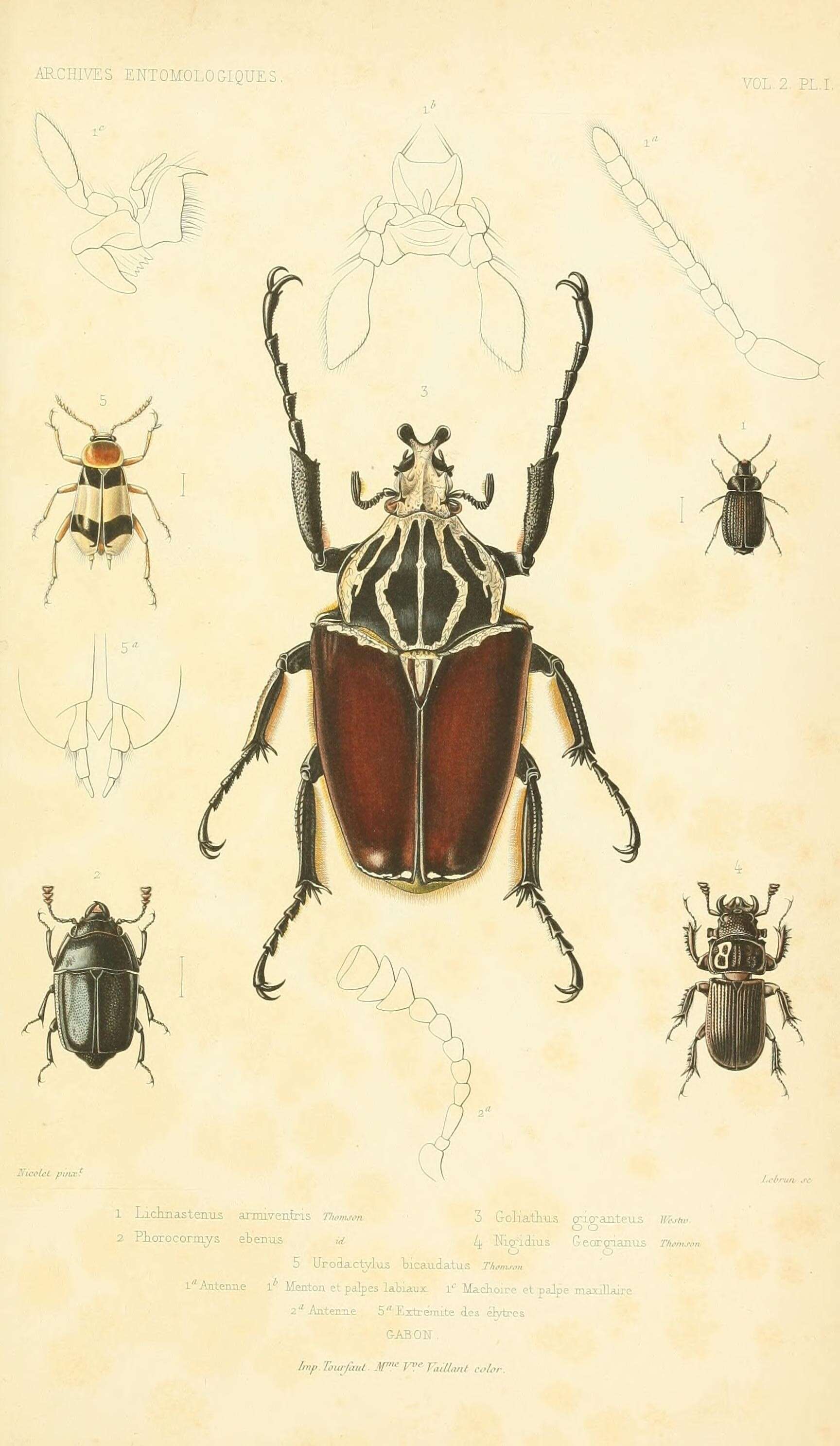Image of Lichnasthenus armiventris J. Thomson 1858
