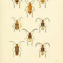 Image of Myzomorphus scutellatus Sallé 1849