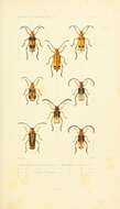 Sivun Myzomorphus scutellatus Sallé 1849 kuva