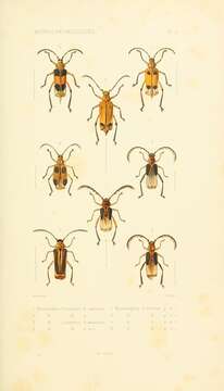 Sivun Myzomorphus scutellatus Sallé 1849 kuva