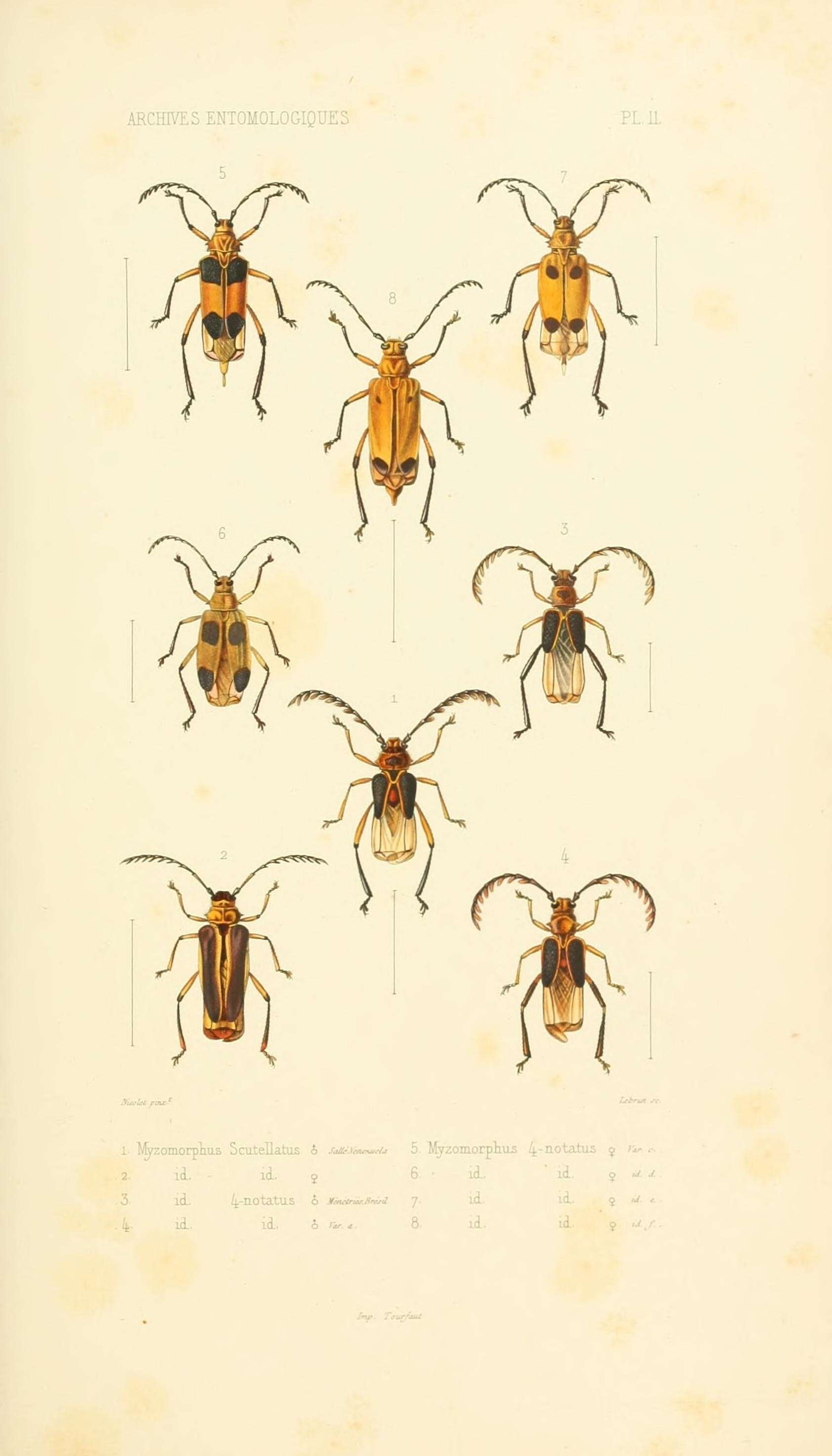 Imagem de Myzomorphus scutellatus Sallé 1849