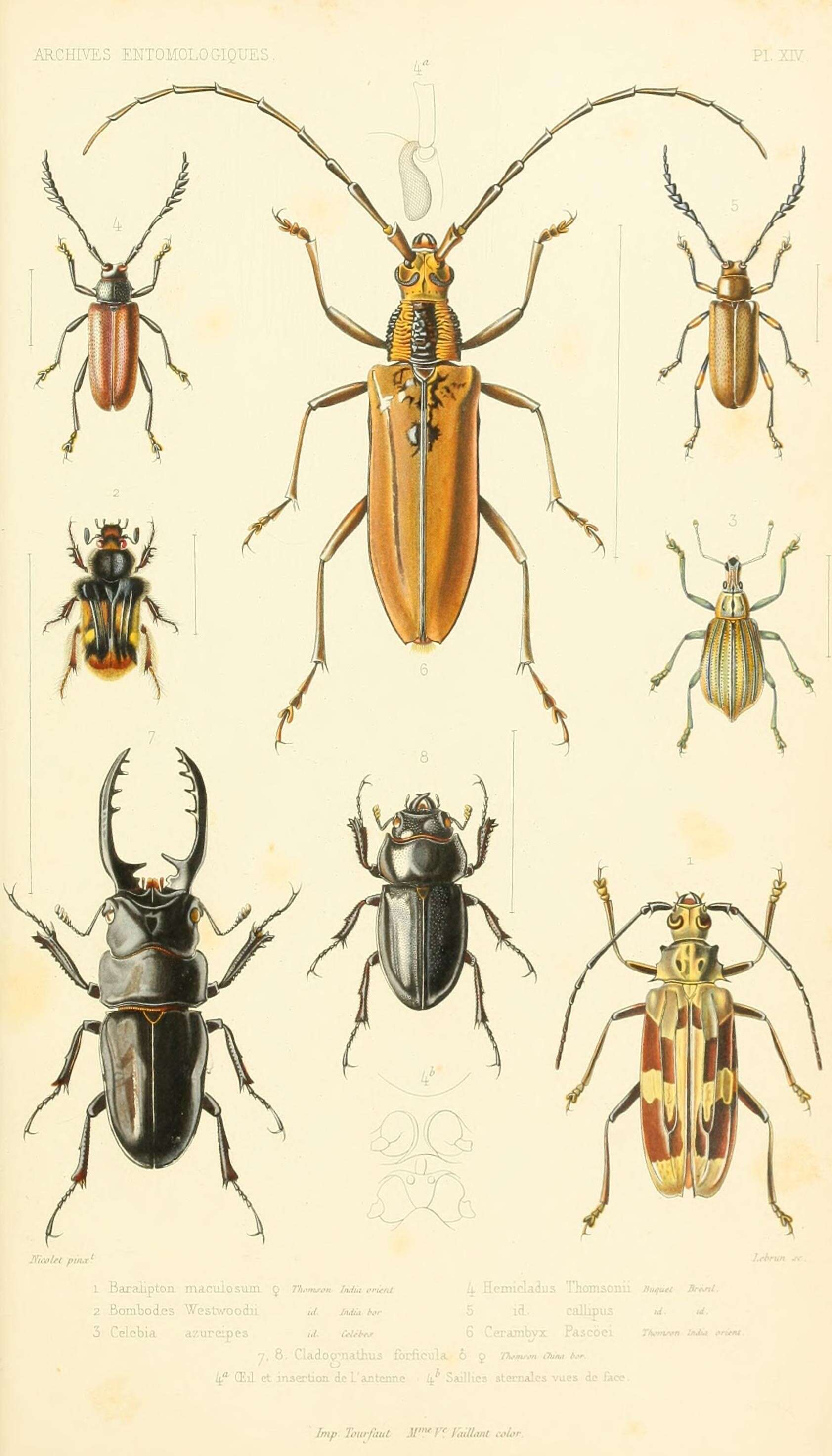 Image of Celebia arrogans (Boisduval 1835)