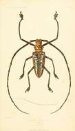 Imagem de Batocera wallacei Thomson 1858