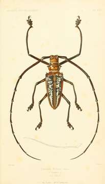 Image of Wallace’s long-horn beetle