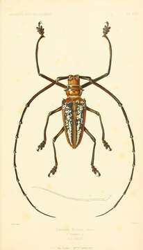 Sivun Batocera wallacei Thomson 1858 kuva