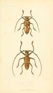 Image of Batocera celebiana Thomson 1858