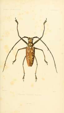 Image of Batocera victoriana Thomson 1856