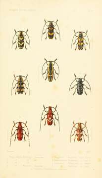 Image of Tragocephala variegata Bertoloni 1845