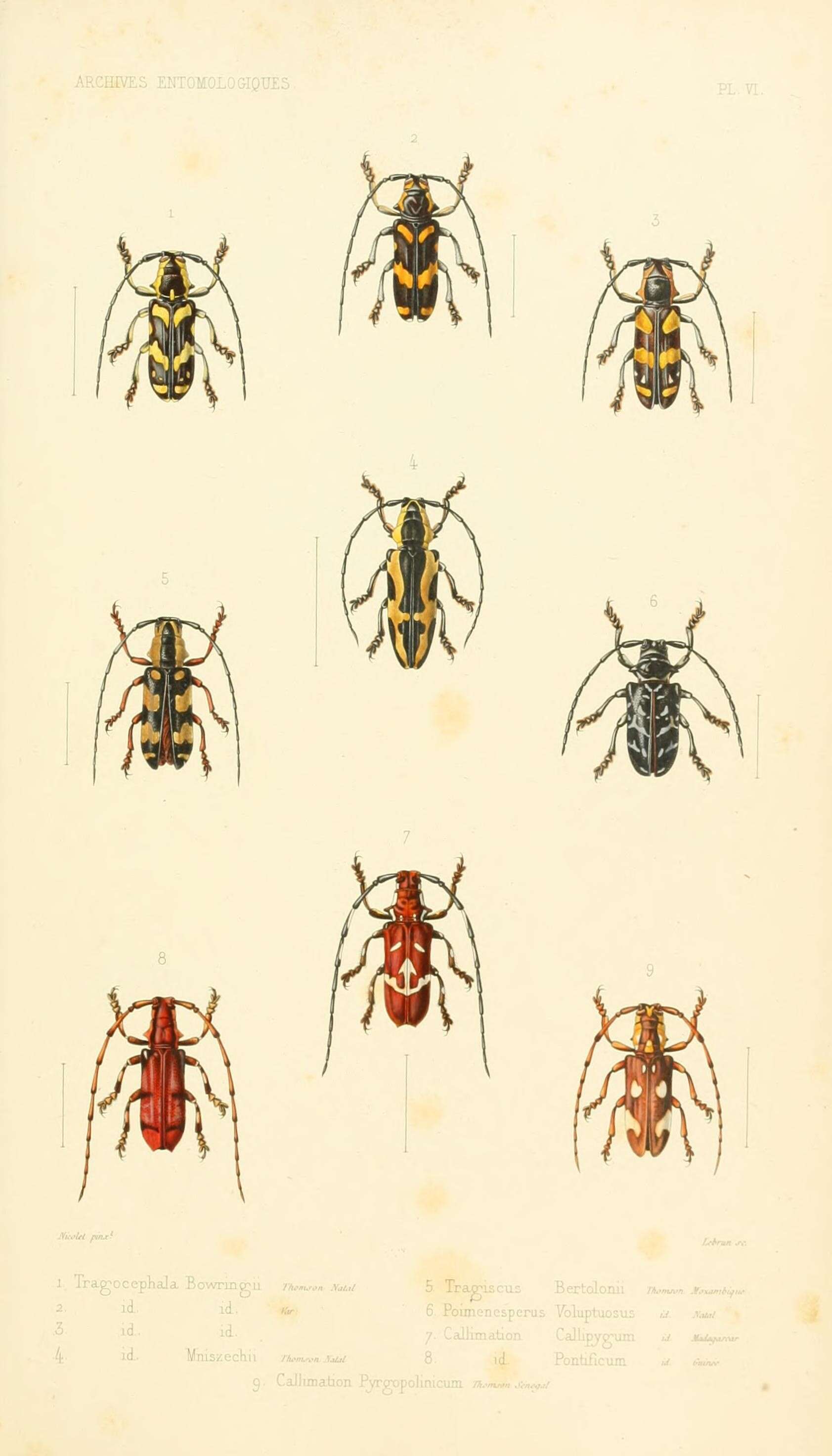 Sivun Tragocephala variegata Bertoloni 1845 kuva