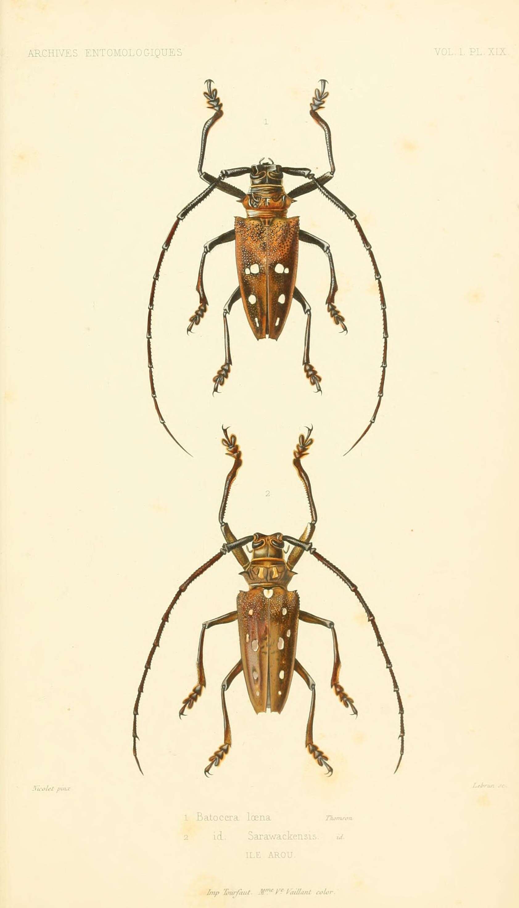 Sivun Batocera rubus (Linné 1758) kuva