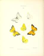 Image of Orange Sulphur