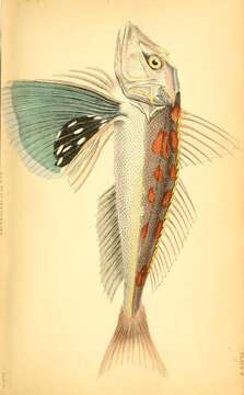 Image of Bluefin Gurnard