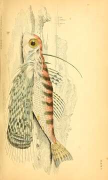 Image of Oriental flying gurnard