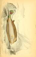 Image of Yellow boxfish