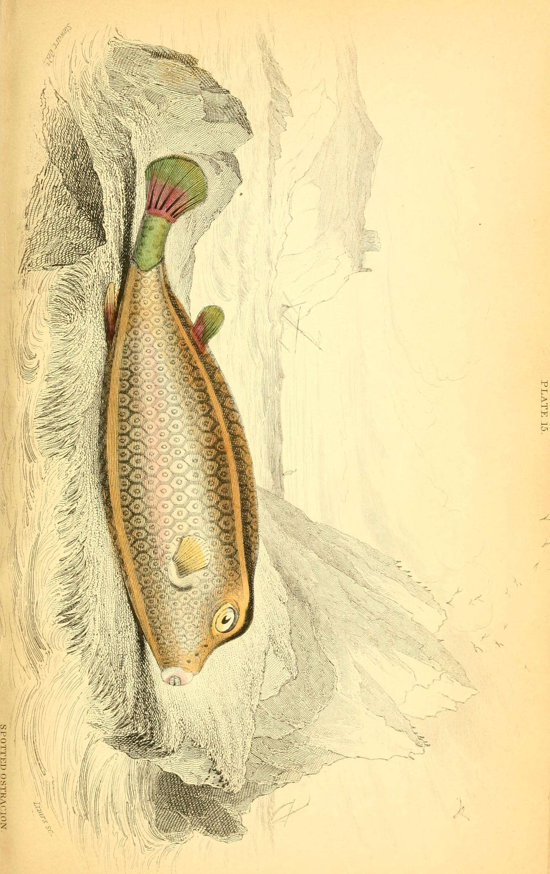 Image of Yellow boxfish