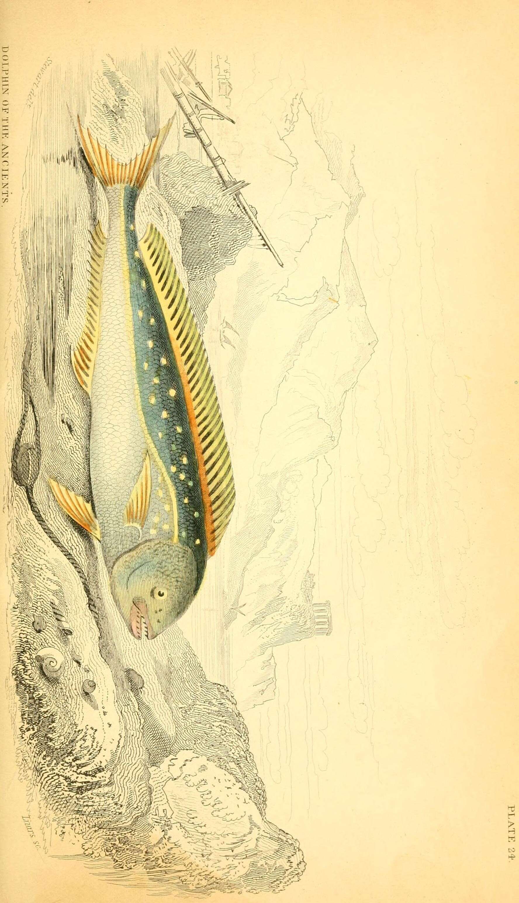 Image de Coryphaenidae