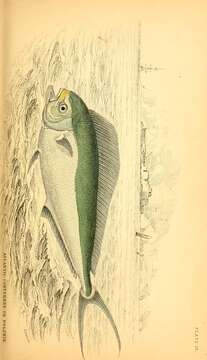 Image of Mahi Mahi