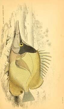 Image of Banded Longsnout Butterflyfish